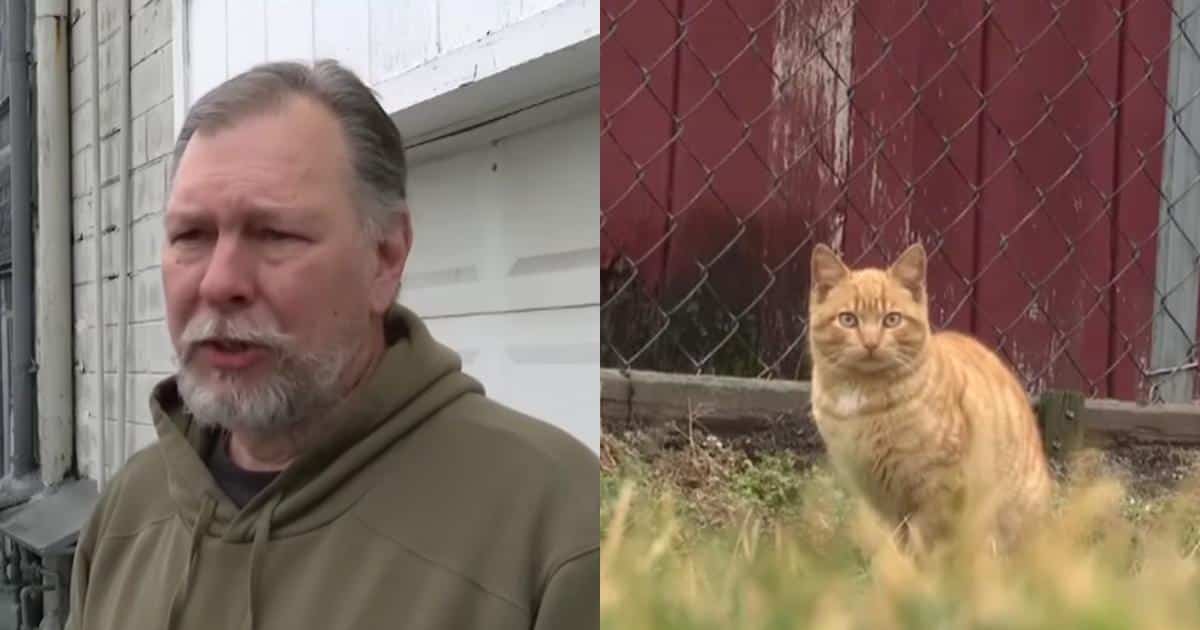 Man Stunned After Being Cited For Feeding Stray Cats In Winter