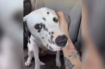 Man Turns A Childhood Wish Into Reality By Bringing Home A Dalmatian