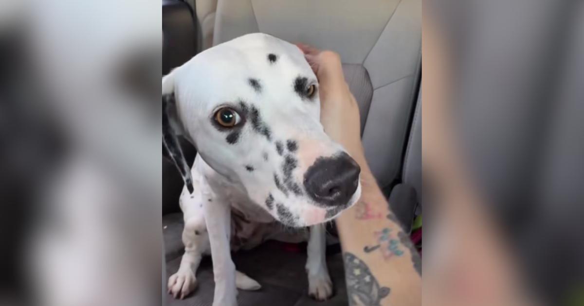 Man Turns A Childhood Wish Into Reality By Bringing Home A Dalmatian