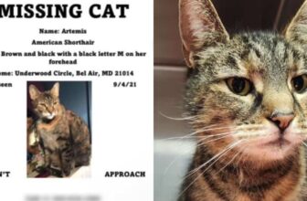 Microchip Helps Lost Cat Reunite With Family 5 Years Later