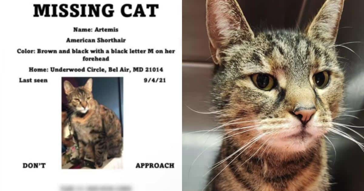 Microchip Helps Lost Cat Reunite With Family 5 Years Later