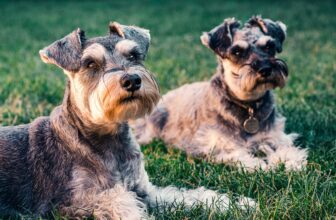 Miniature Schnauzer Weight by Age 2026: Male and Female Growth Charts