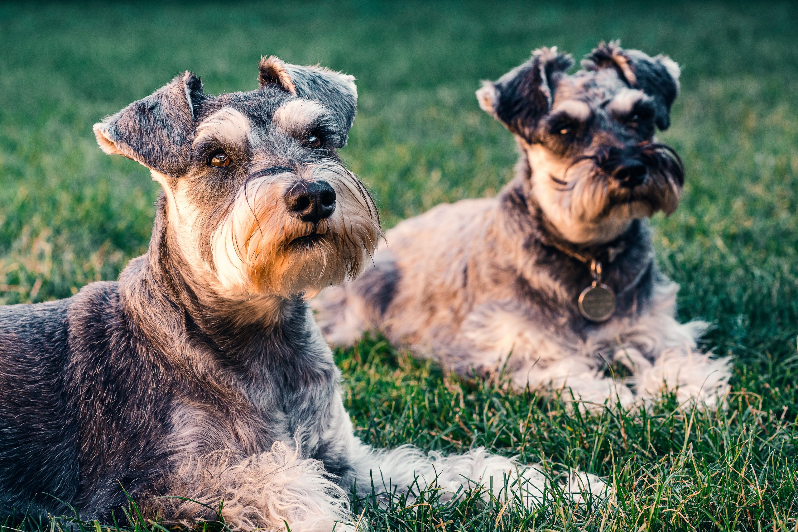 Miniature Schnauzer Weight by Age 2026: Male and Female Growth Charts Miniature Schnauzer Weight by Age 2026: Male and Female Growth Charts