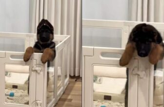 Mom Tries For Adorable GSD Puppy Photo, Gets Surprise Jailbreak Instead