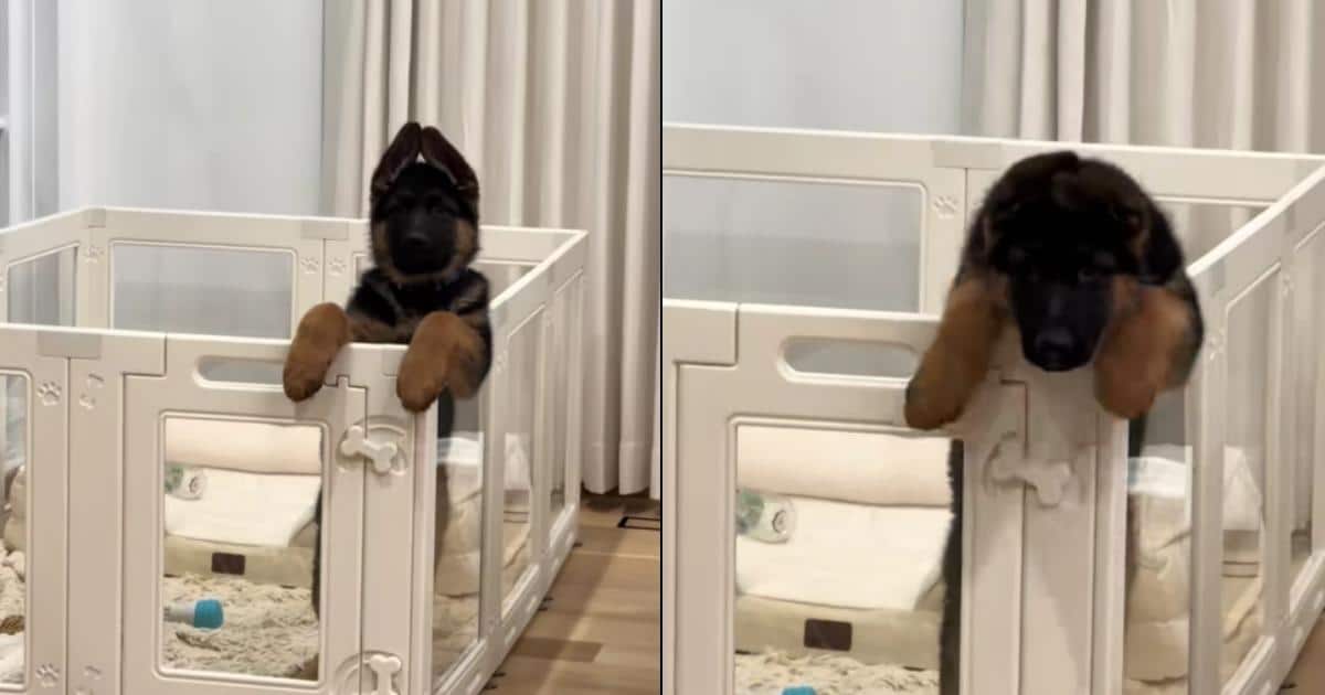 Mom Tries For Adorable GSD Puppy Photo, Gets Surprise Jailbreak Instead
