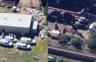 Nearly 300 Dogs And Cats Saved In One Of The Largest Animal Rescues In U.S. History