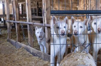 Nearly 60 Huskies And Puppies Rescued From Horrific Conditions In Vermont