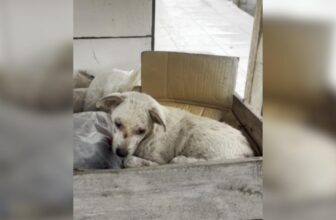 Once Left In A Trash Pile, Now He’s The Happiest Dog Around