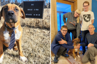 Our Hero VIPs Helped BG Go From Unwanted In Texas To Cherished In Colorado