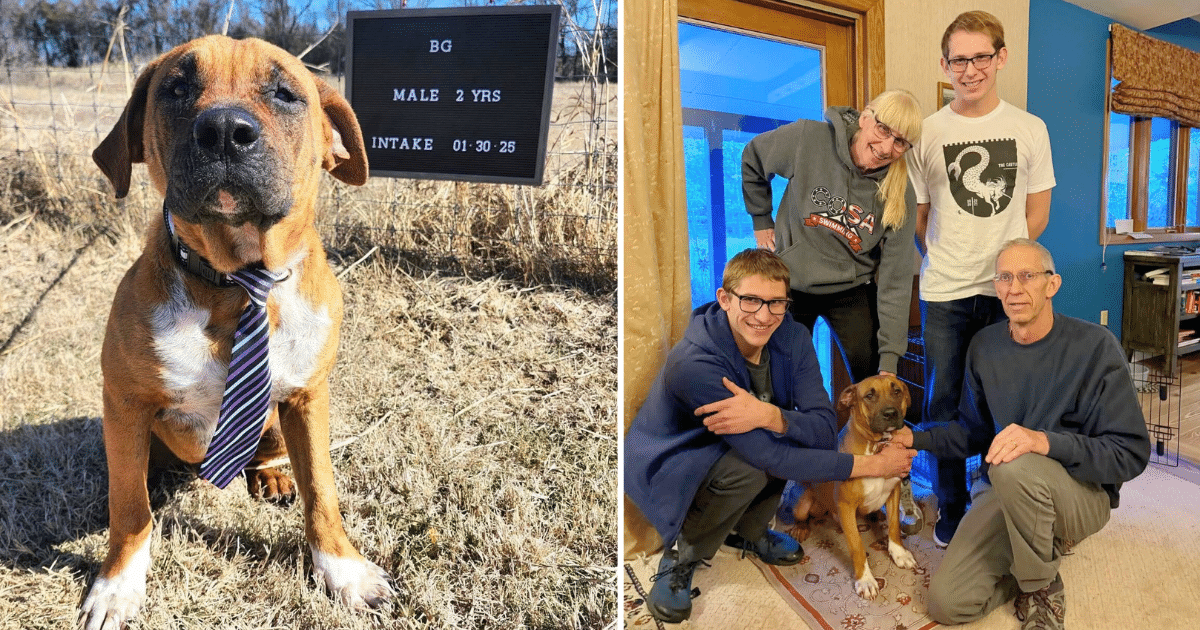 Our Hero VIPs Helped BG Go From Unwanted In Texas To Cherished In Colorado