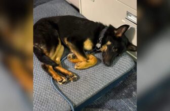 Police Rescue Puppy Abandoned At A Fence Post And Help Him Find A Home