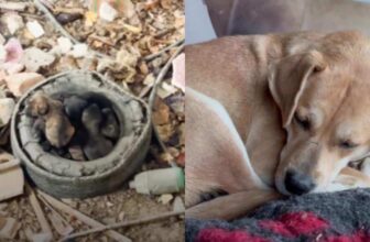Rescuers Save A Mama Dog And Her Puppies From Life Underground