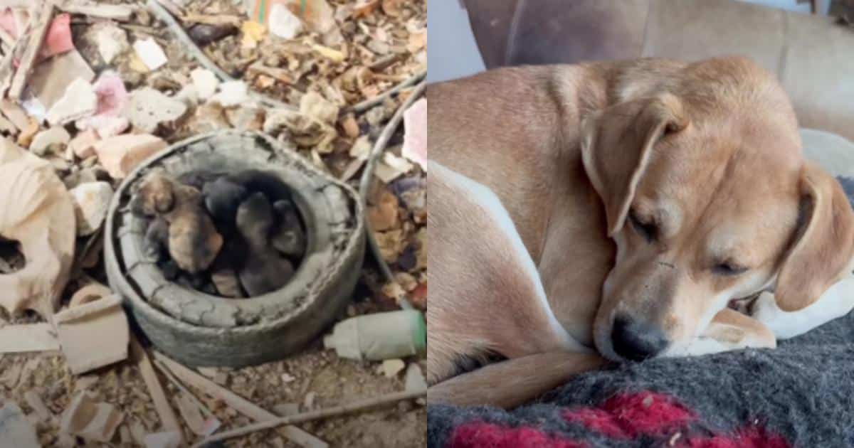 Rescuers Save A Mama Dog And Her Puppies From Life Underground