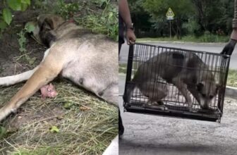 Rescuers Stop A Man’s Chilling Plan For His Dog’s Puppies Just In Time