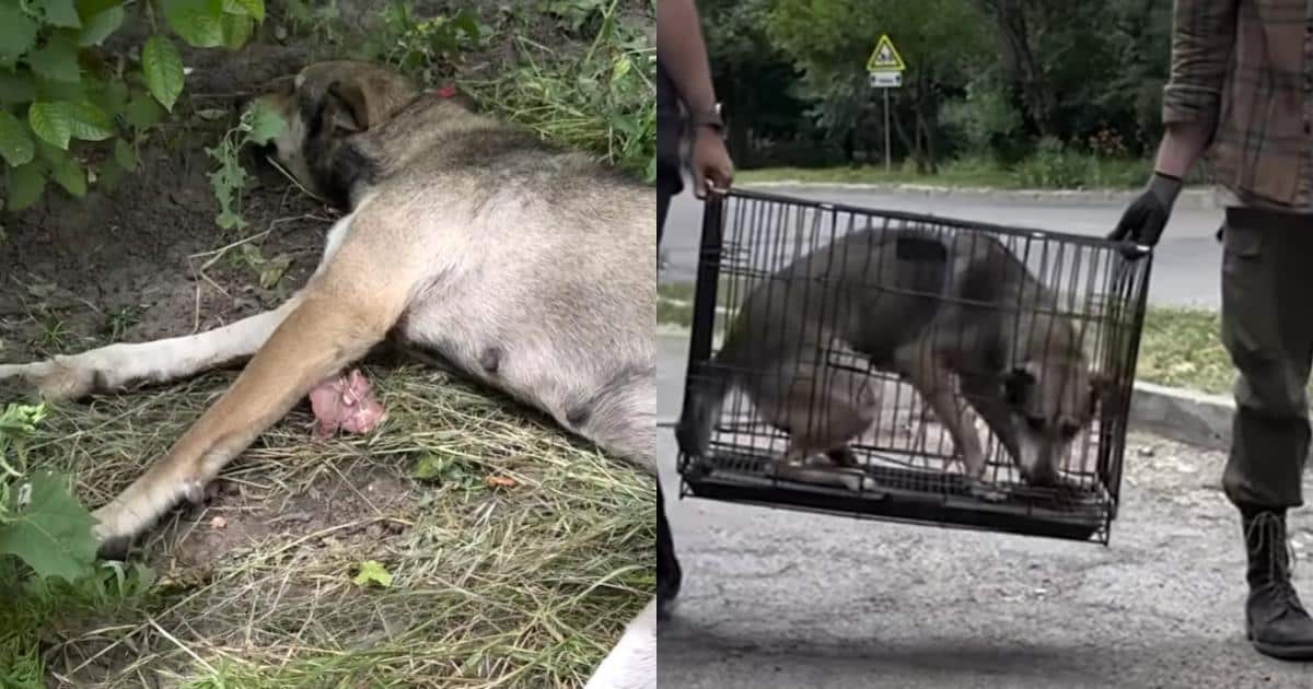 Rescuers Stop A Man’s Chilling Plan For His Dog’s Puppies Just In Time