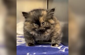 Rescuers Stunned By Kitten Who Appeared Inflated Like A Balloon