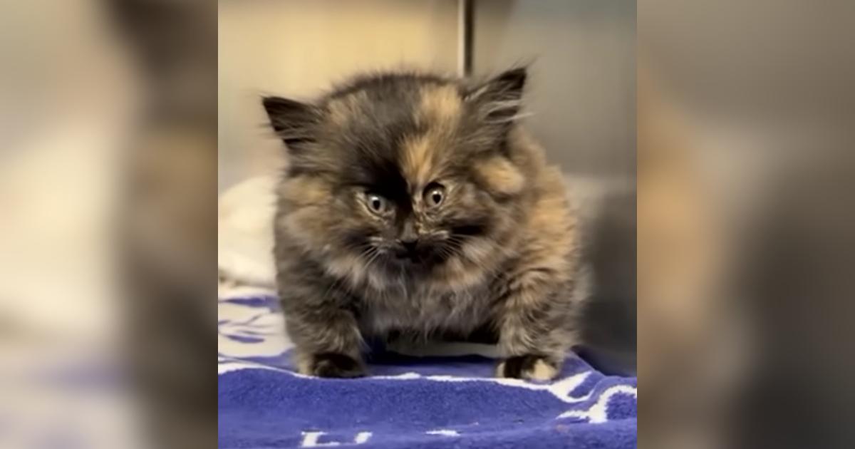 Rescuers Stunned By Kitten Who Appeared Inflated Like A Balloon