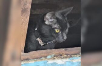 Rescuers Use an AirTag to Follow Mama Cat and Save Her Rooftop Kittens