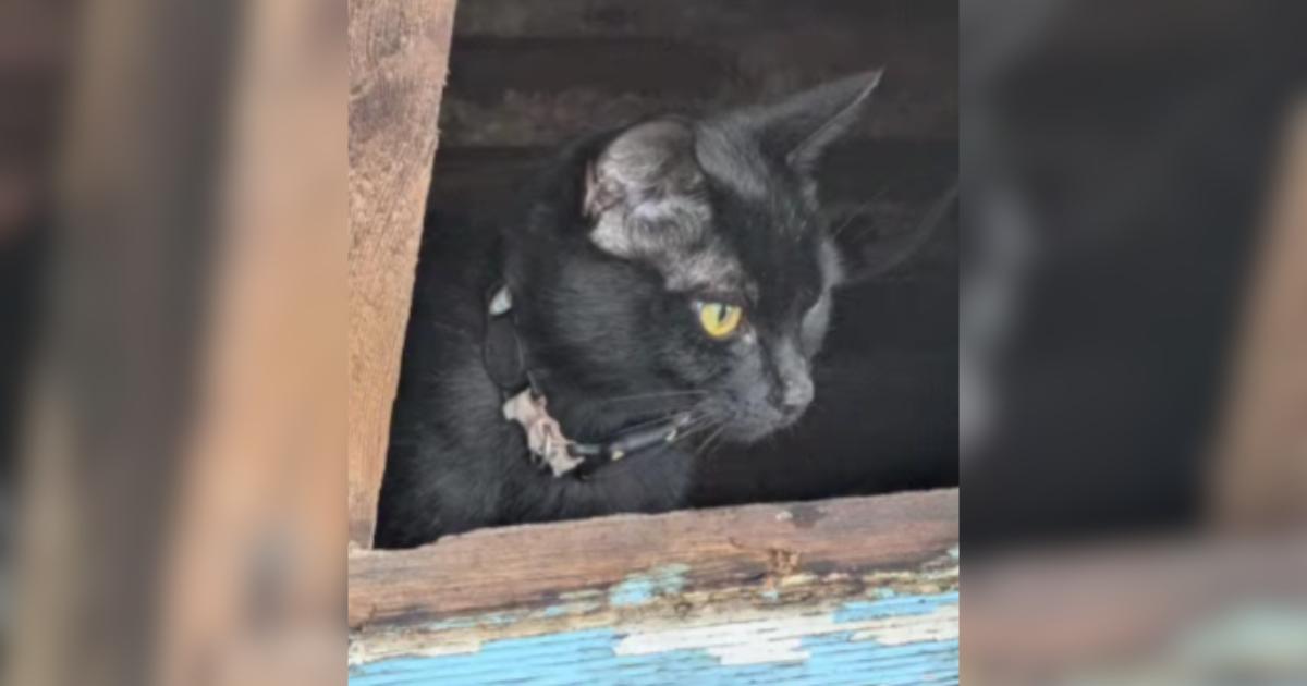Rescuers Use an AirTag to Follow Mama Cat and Save Her Rooftop Kittens Rescuers Use an AirTag to Follow Mama Cat and Save Her Rooftop Kittens