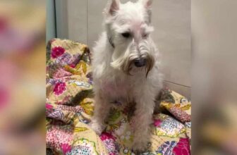 Scared Dog Left Heartbroken In Shelter Finds The Family He Deserved