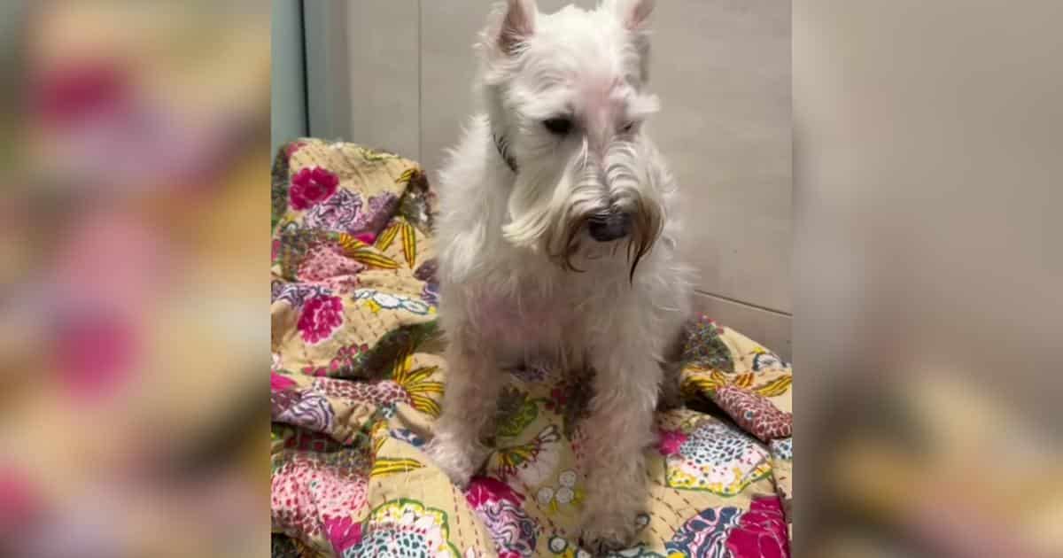 Scared Dog Left Heartbroken In Shelter Finds The Family He Deserved
