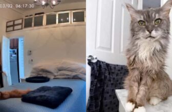 Senior Cat’s Heartbreaking Pet Cam Moment Sends Mom Racing Home