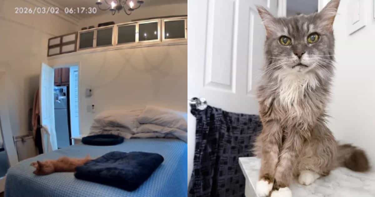Senior Cat’s Heartbreaking Pet Cam Moment Sends Mom Racing Home