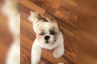 Shih Tzu’s Reaction to Being Filmed Has the Funniest Plot Twist: “What Did You Do?”