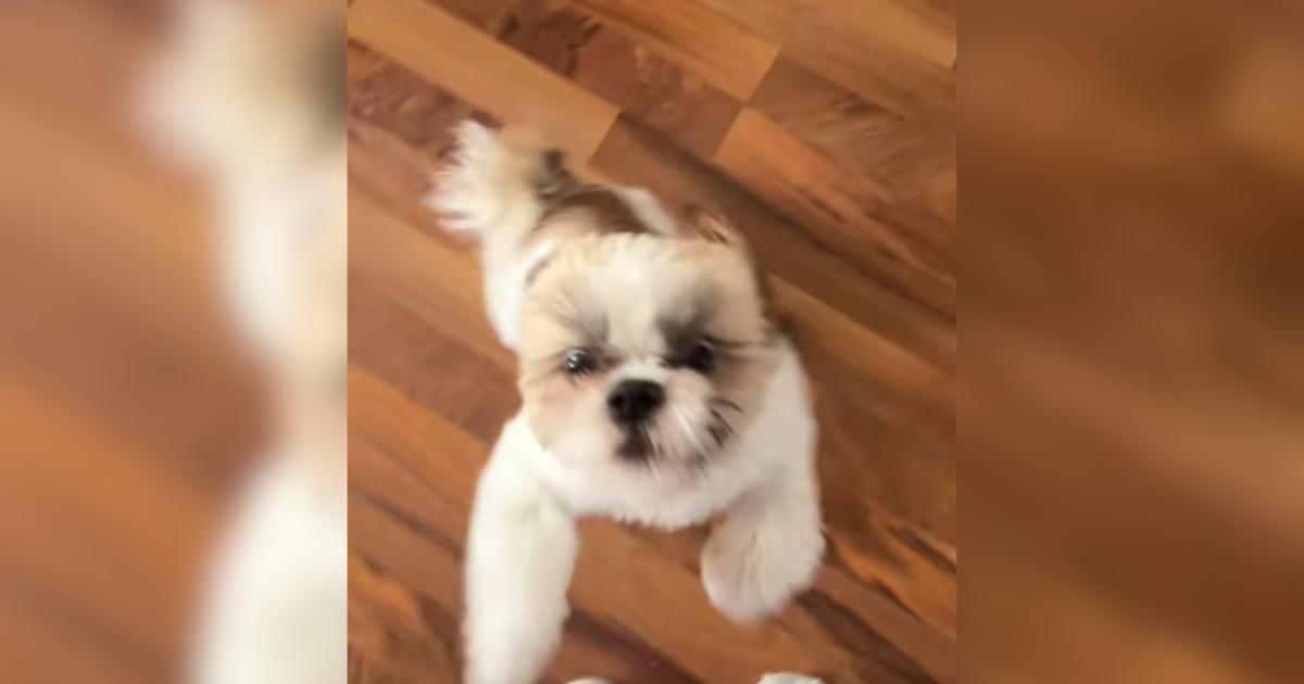 Shih Tzu’s Reaction to Being Filmed Has the Funniest Plot Twist: “What Did You Do?”