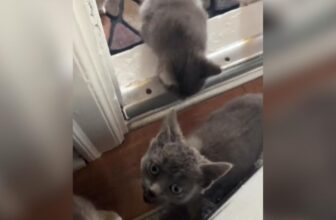 Stray Cat Comes Back After Being Fed And She Brought Her Kittens