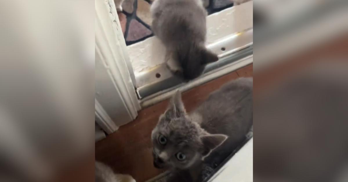 Stray Cat Comes Back After Being Fed And She Brought Her Kittens