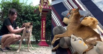 Stray Dog’s Severe Infection Nearly Took Him—Now He’s Standing Strong Stray Dog’s Severe Infection Nearly Took Him—Now He’s Standing Strong
