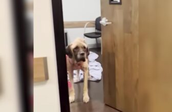 Sweet Dog Mildred’s Transformation Proves Hope Can Bloom Even In Darkness