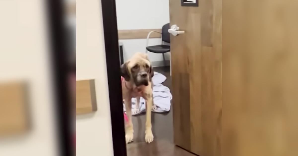 Sweet Dog Mildred’s Transformation Proves Hope Can Bloom Even In Darkness Sweet Dog Mildred’s Transformation Proves Hope Can Bloom Even In Darkness