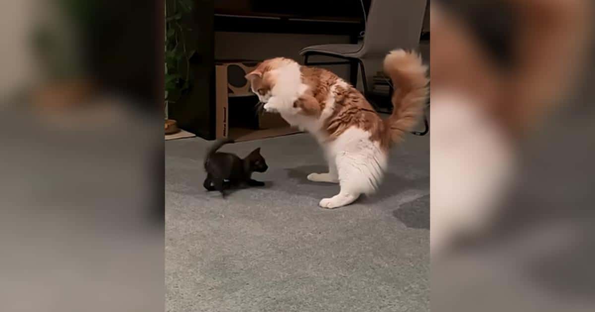 “T-Rex” Kitty Proves He Was Made To Be A Big Brother