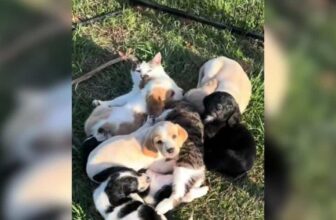 Tabby Cat “Kidnaps” Newborn Puppies And Claims Them As Her Own