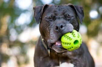 The 11 Best Toys For Senior Dogs