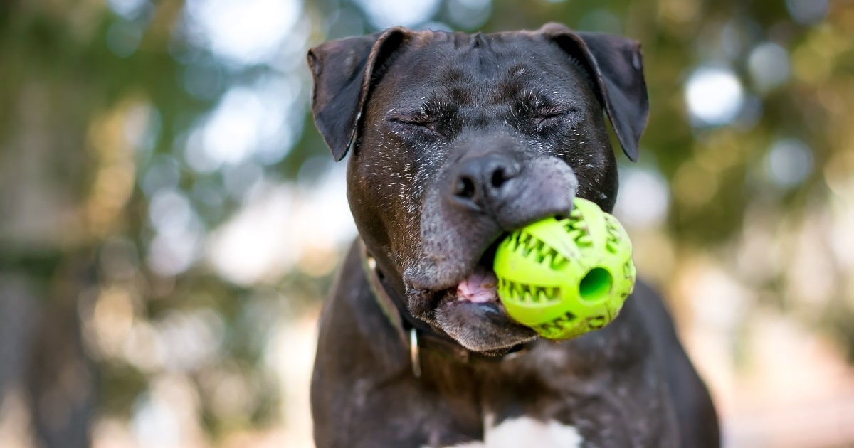 The 11 Best Toys For Senior Dogs The 11 Best Toys For Senior Dogs