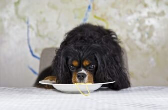 The 13 Best Dog Food Toppers for Cavaliers