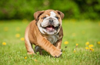 The 8 Best Dog Foods For Bulldogs – 2026