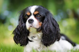 The 8 Best Dog Foods For Cavaliers – 2026