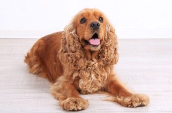 The 8 Best Dog Foods For Cocker Spaniels – 2025