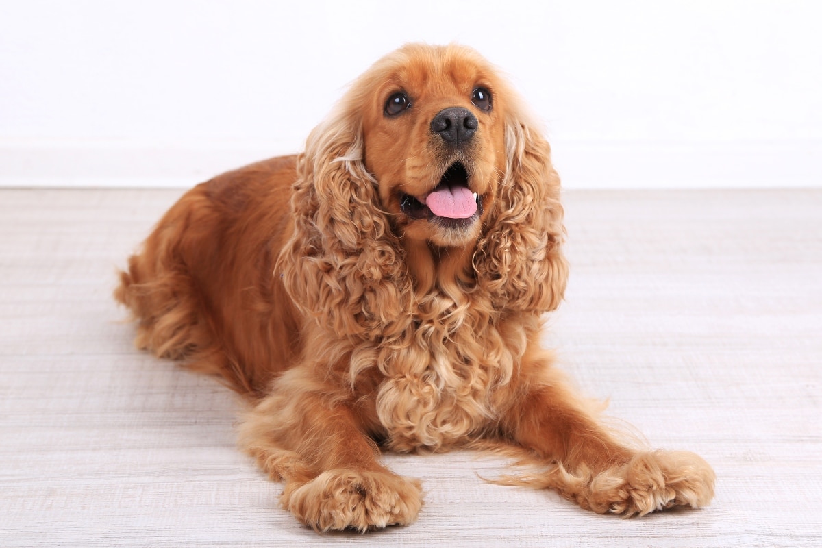 The 8 Best Dog Foods For Cocker Spaniels – 2025 The 8 Best Dog Foods For Cocker Spaniels – 2025