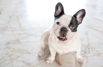 The 8 Best Dog Foods For French Bulldogs – 2025
