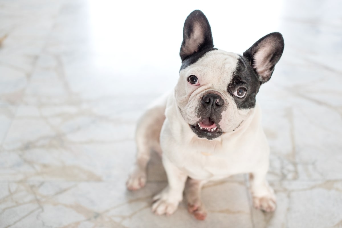 The 8 Best Dog Foods For French Bulldogs – 2025 The 8 Best Dog Foods For French Bulldogs – 2025