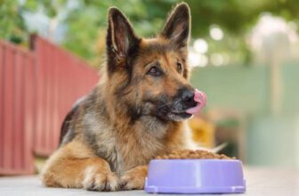 The 8 Best Dog Foods For German Shepherds – 2026