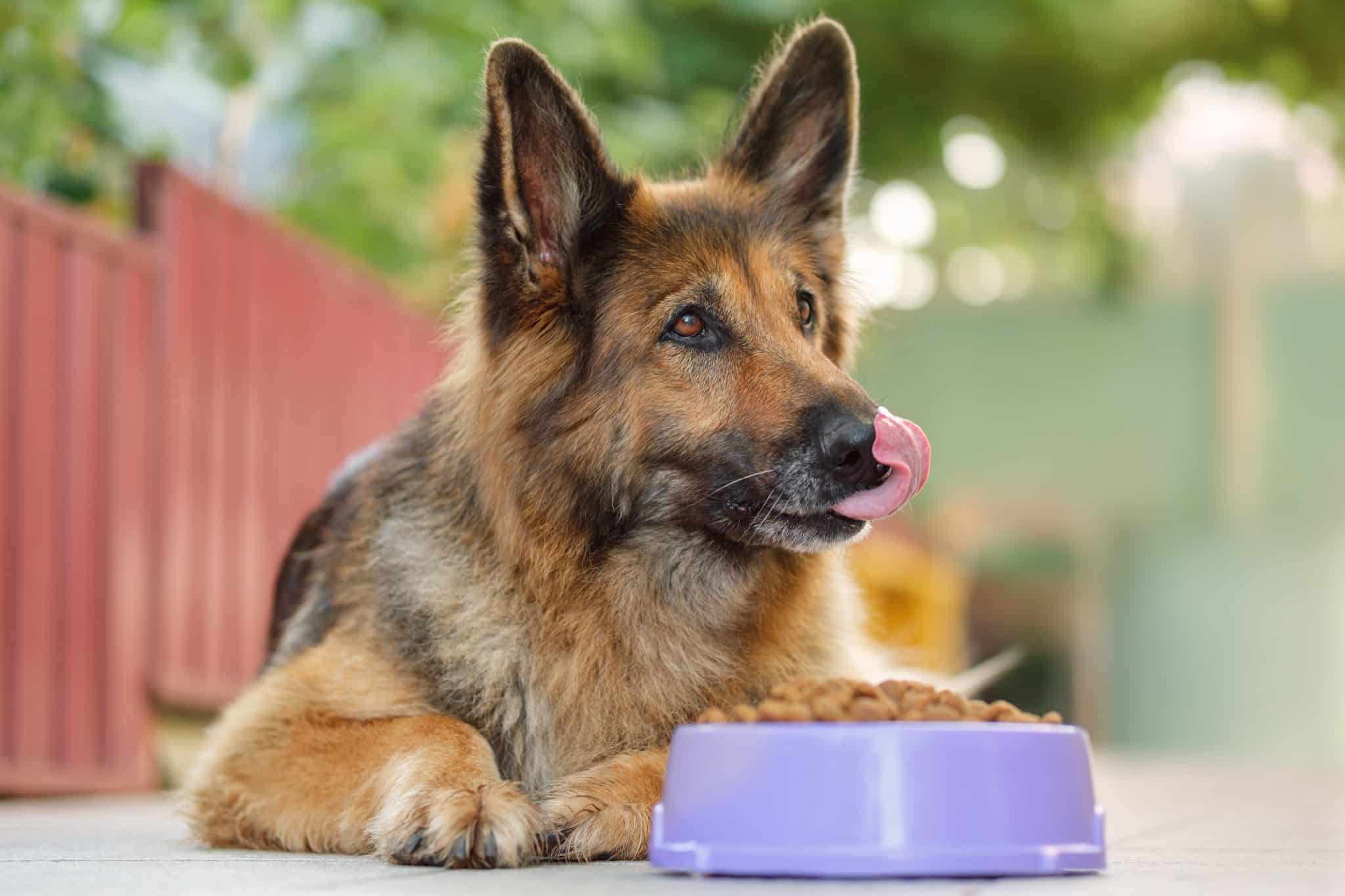 The 8 Best Dog Foods For German Shepherds – 2026