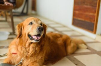 The 8 Best Dog Foods For Golden Retrievers – 2025
