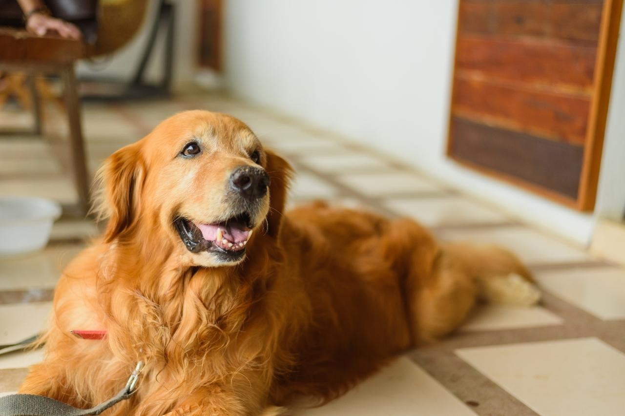 The 8 Best Dog Foods For Golden Retrievers – 2025 The 8 Best Dog Foods For Golden Retrievers – 2025