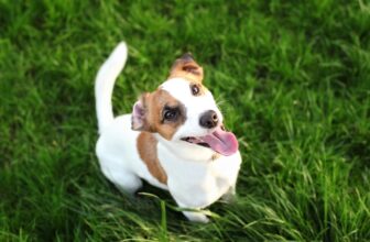 The 8 Best Dog Foods For Jack Russell – 2026